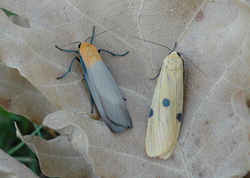 Vierpunkt-Flechtenbärchen ( Lithosia quadra) - © Leo Kuzmits